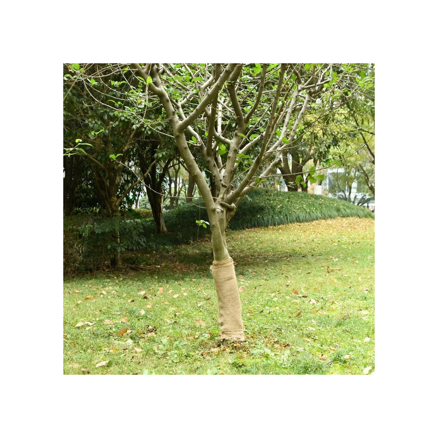 Jute Roll 50 cm x 5 m 180 gsm 100% natural jute Naturel