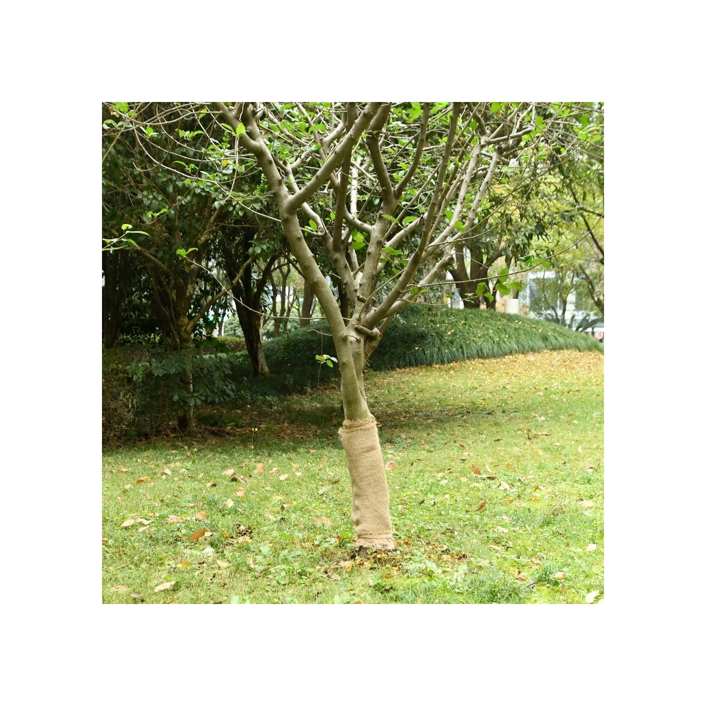 Rouleau de jute 0,5x10 m 100 % jute 200 g/m²