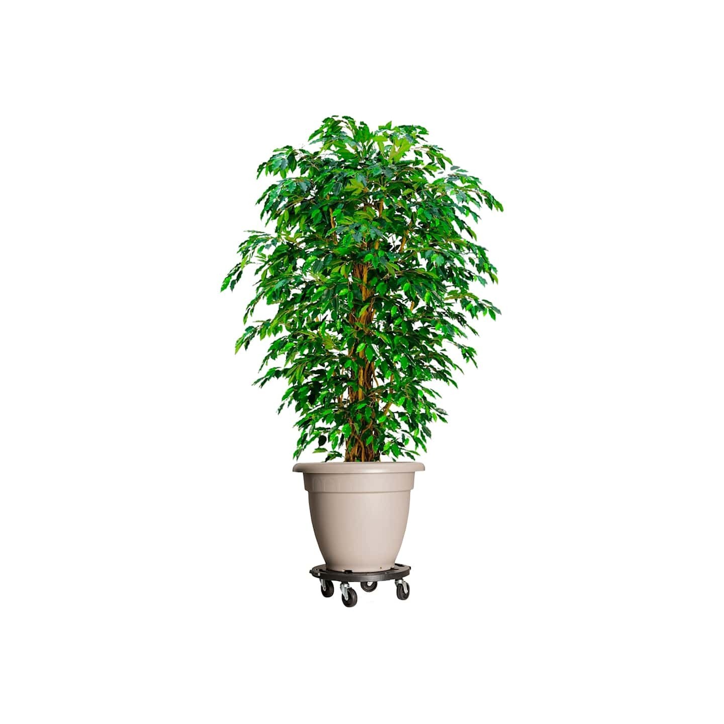 Chariots à plantes avec roues 5 pcs Diamètre 40 cm Noir 275 kg